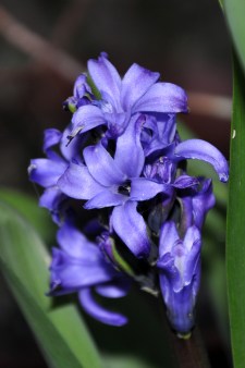 Purple Hyacinth