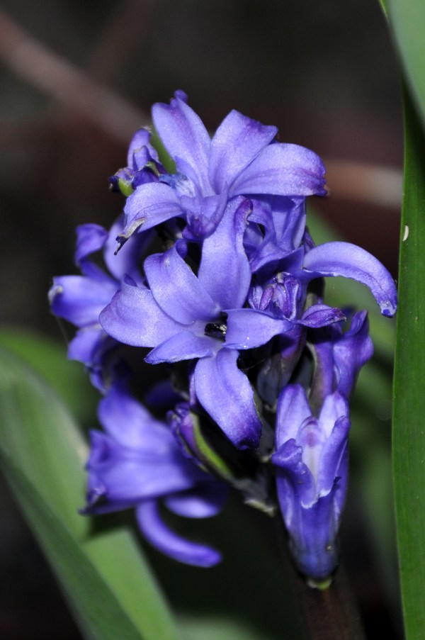 Purple Hyacinth