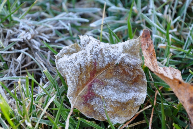 Crisp, frosty leaves