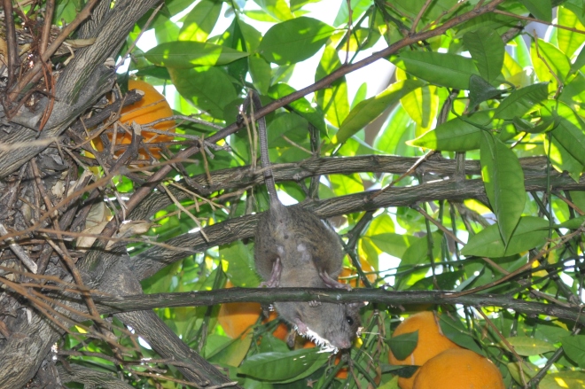 Orange Tree, Nest and Tree Rat