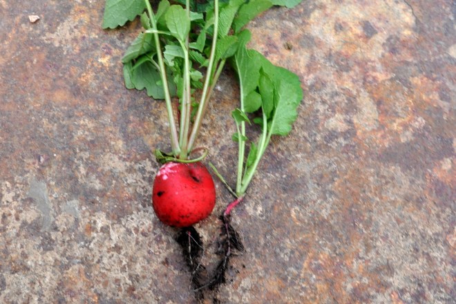 Radish