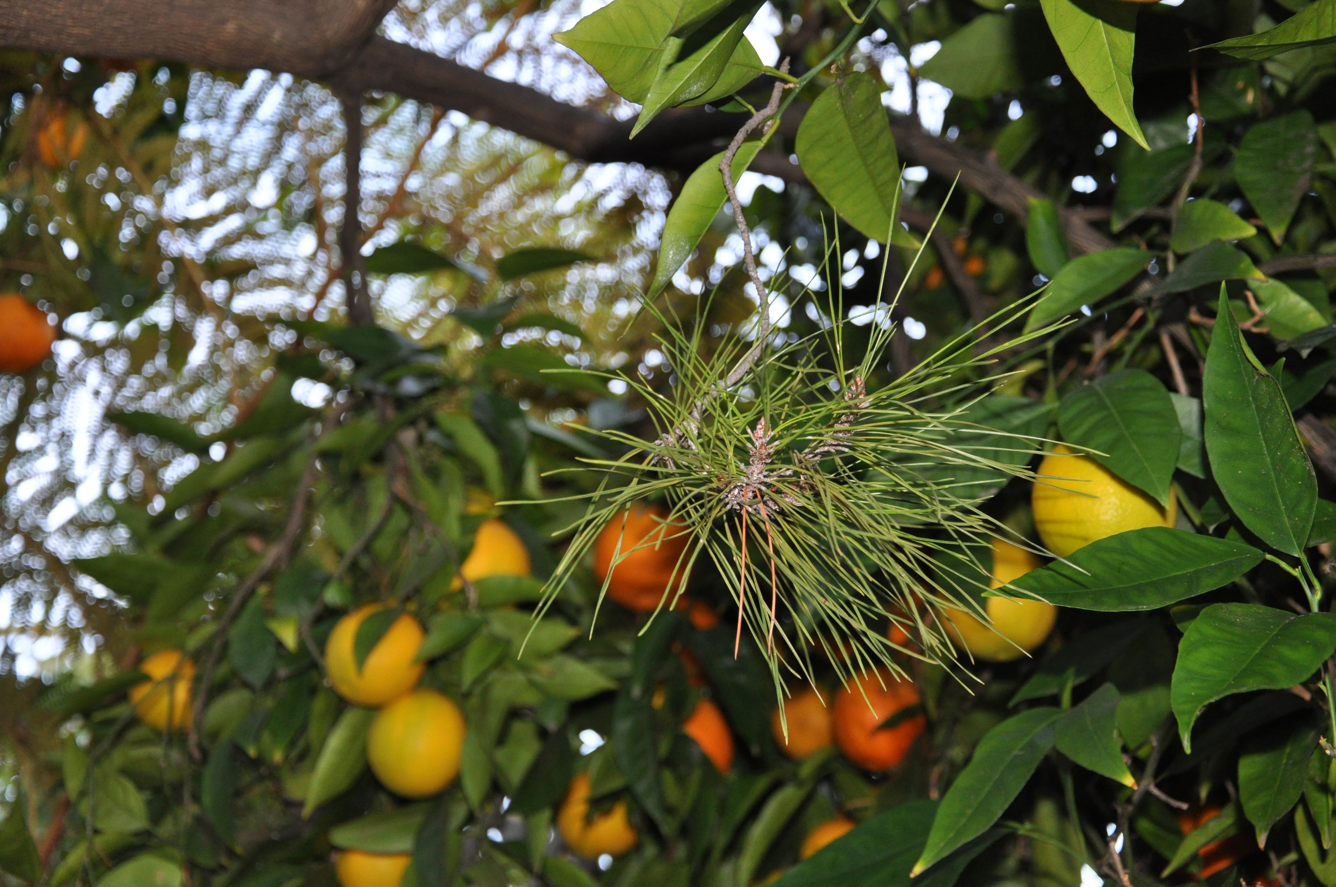 Orange Tree with Pine Bough