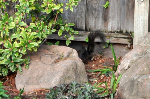 Stashing his peanuts behind the Daphne