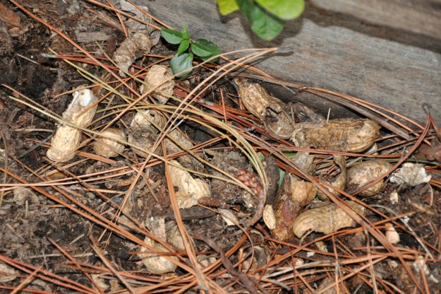 Peanut Wasteland