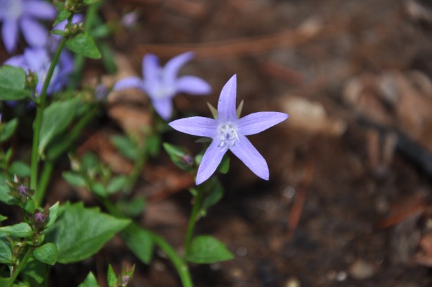 Serbian Bellflower