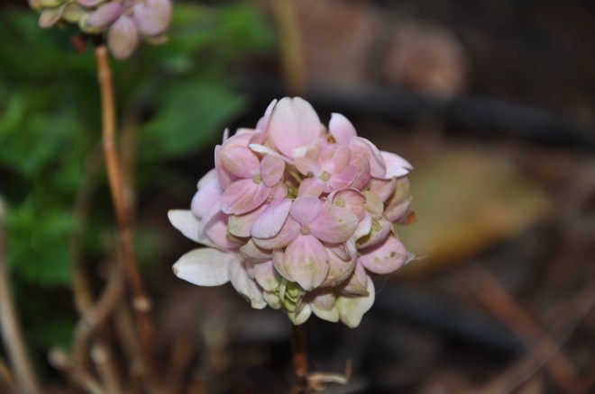 drying hydrangea