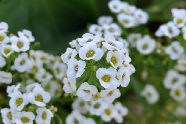 alyssum