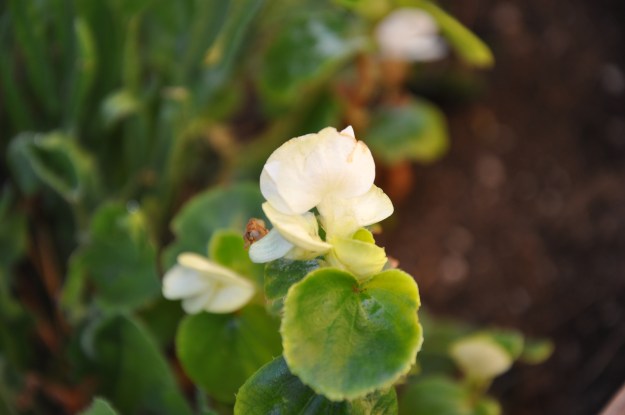 Begonia