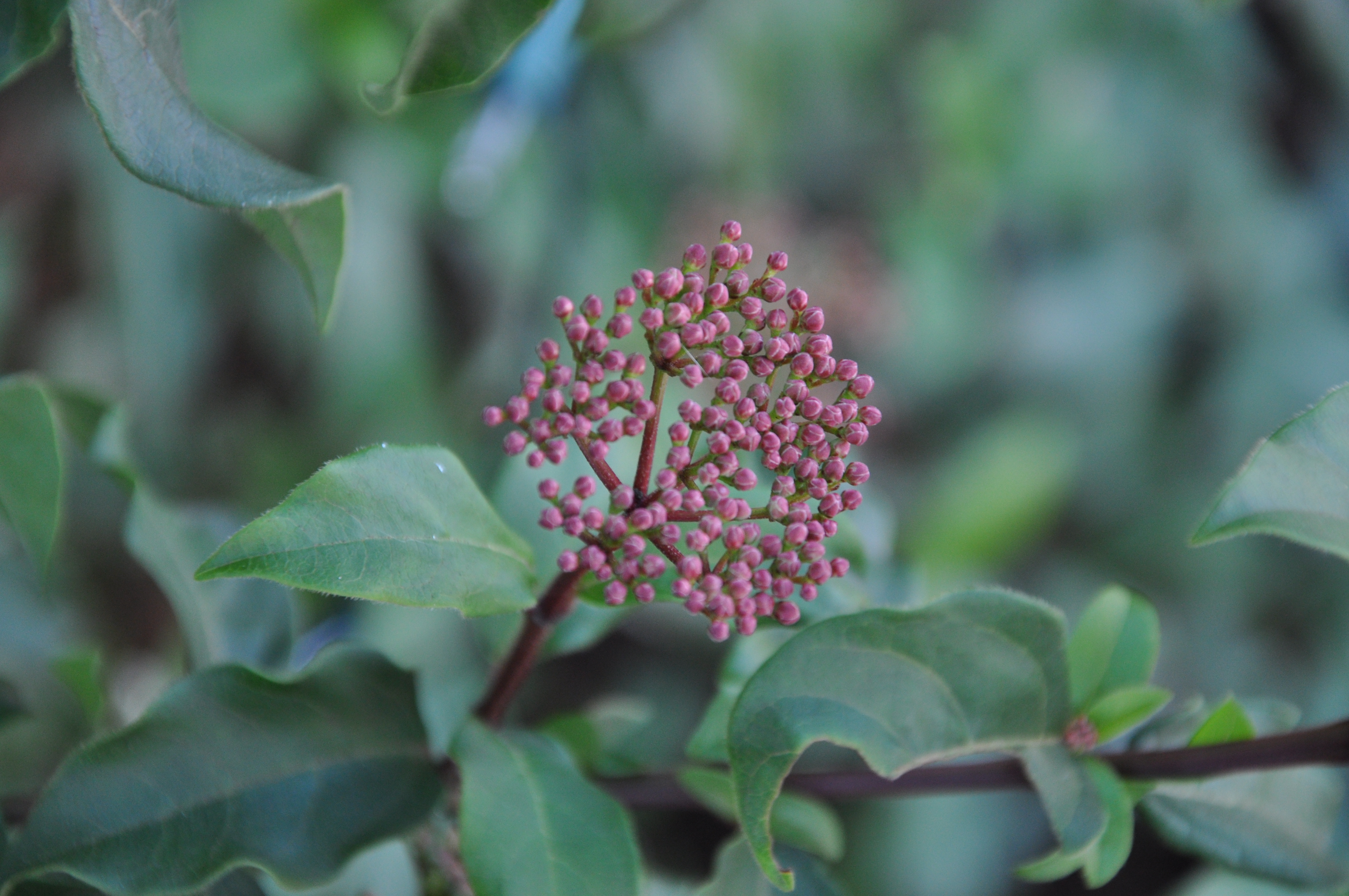 Viburnum tinus Viburnum tinus