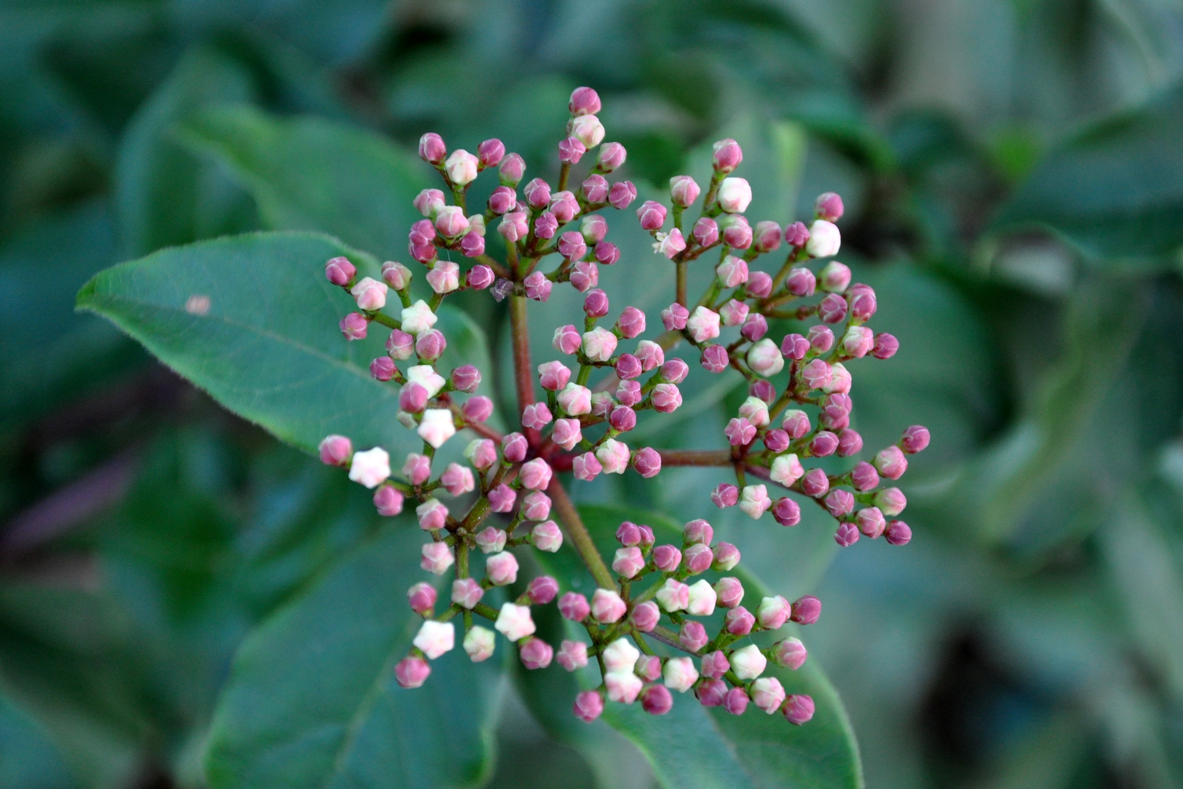 Viburnum tinus, buds Viburnum tinus, buds