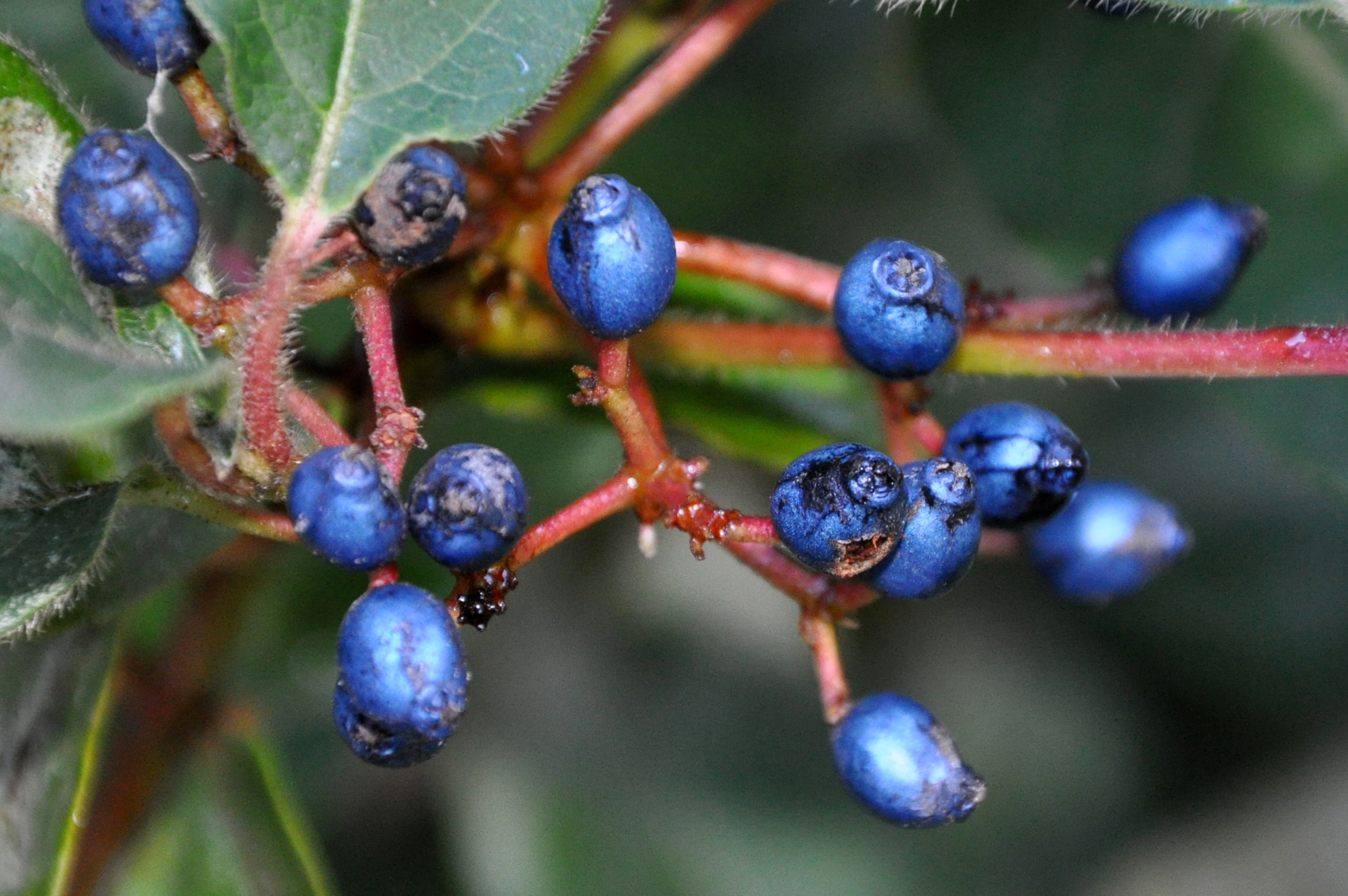 Viburnum tinus berries Viburnum tinus berries