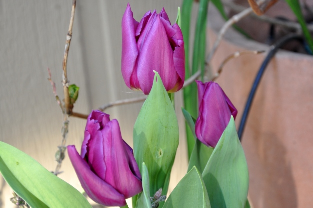 Crown Jewels aka Tulips