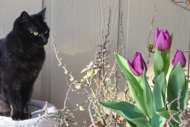Black cat with tulips