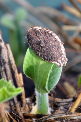 Pumpkin Seedlling with seed attached