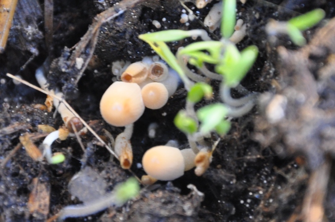 Mushrooms in compost