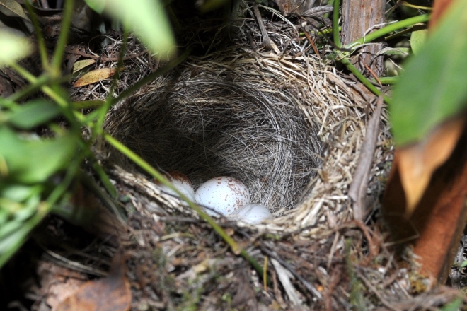 Bird's Nest Closeup