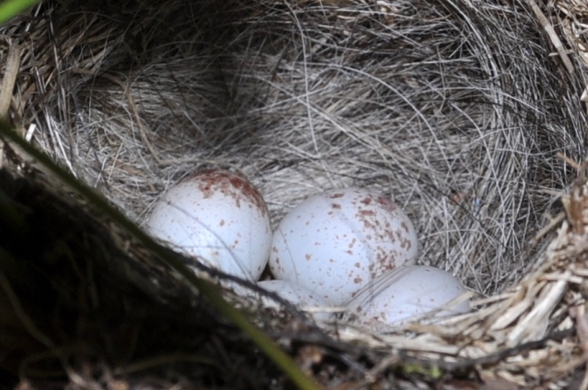 Dark-eyed Junco nest