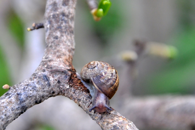 Snail at apex of tree