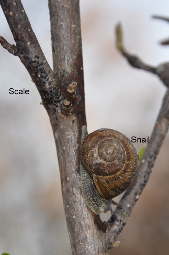 Scale and Snail