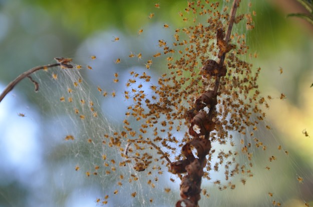 baby spiders on fern 4-18-2013 12-47-11 PM