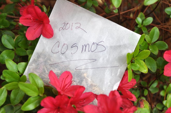 Cosmo seeds 2012