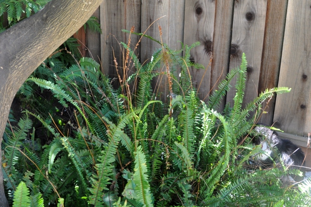ferns with spider web