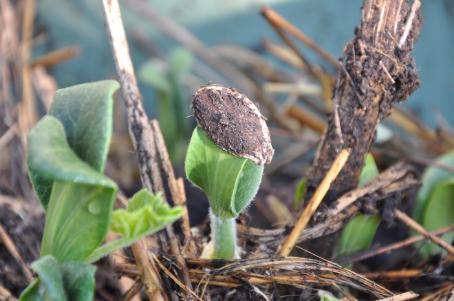 Pumpkin Seedling 