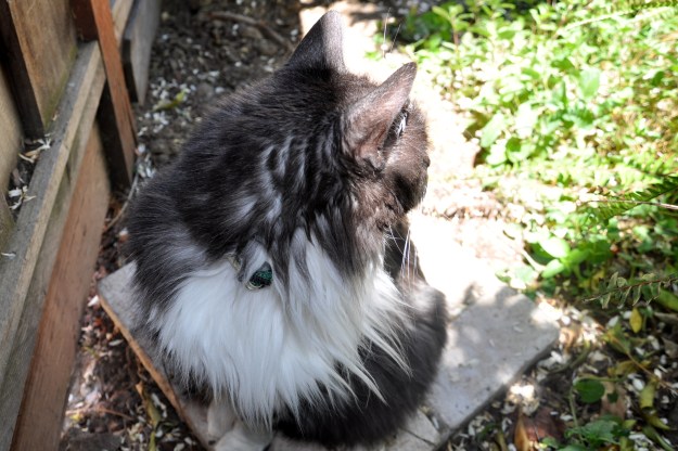 Lindy near the ferns 4-18-2013 12-47-58 PM