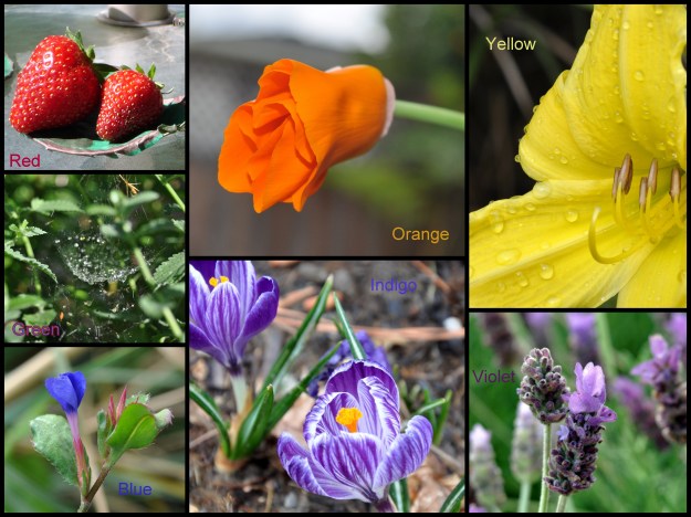 Rainbow Flower Collage