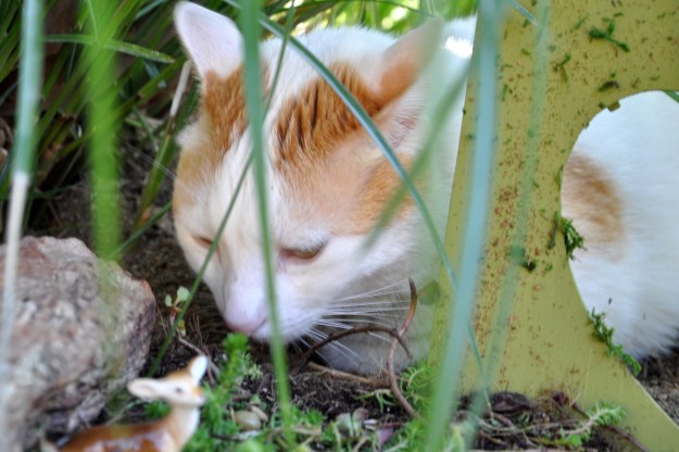 cat and deer