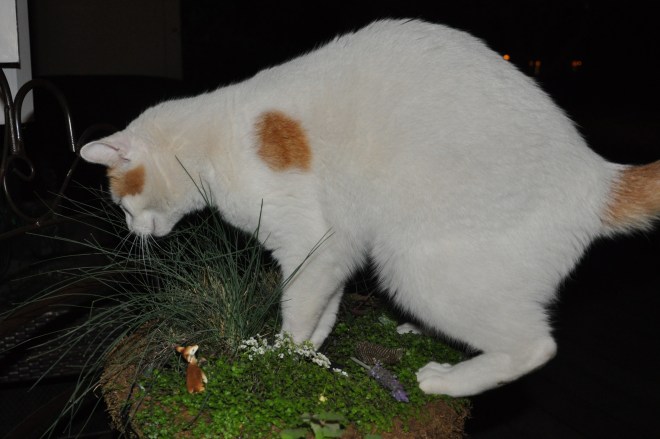 Fairy Garden Kerfuffle