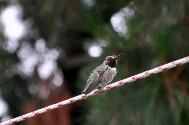 hummingbird in the rain