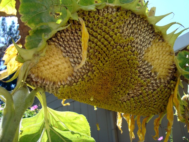 Sunflower going to seed 2011 Sunflower going to seed 2011