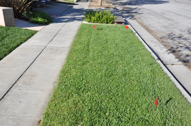 grassy sidewalk strip