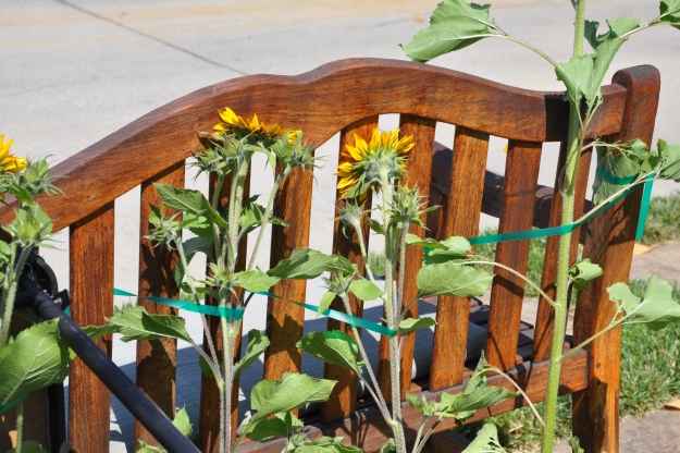 sunflowers and garden bench