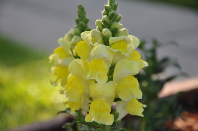 Yellow snapdragons