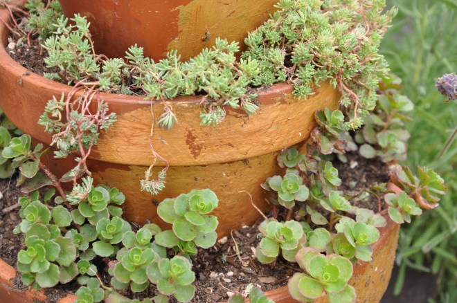Sedum layered in tower of pots
