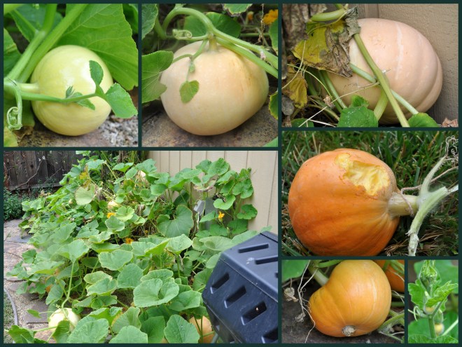 2013, 07-03 4th of july fairy garden2