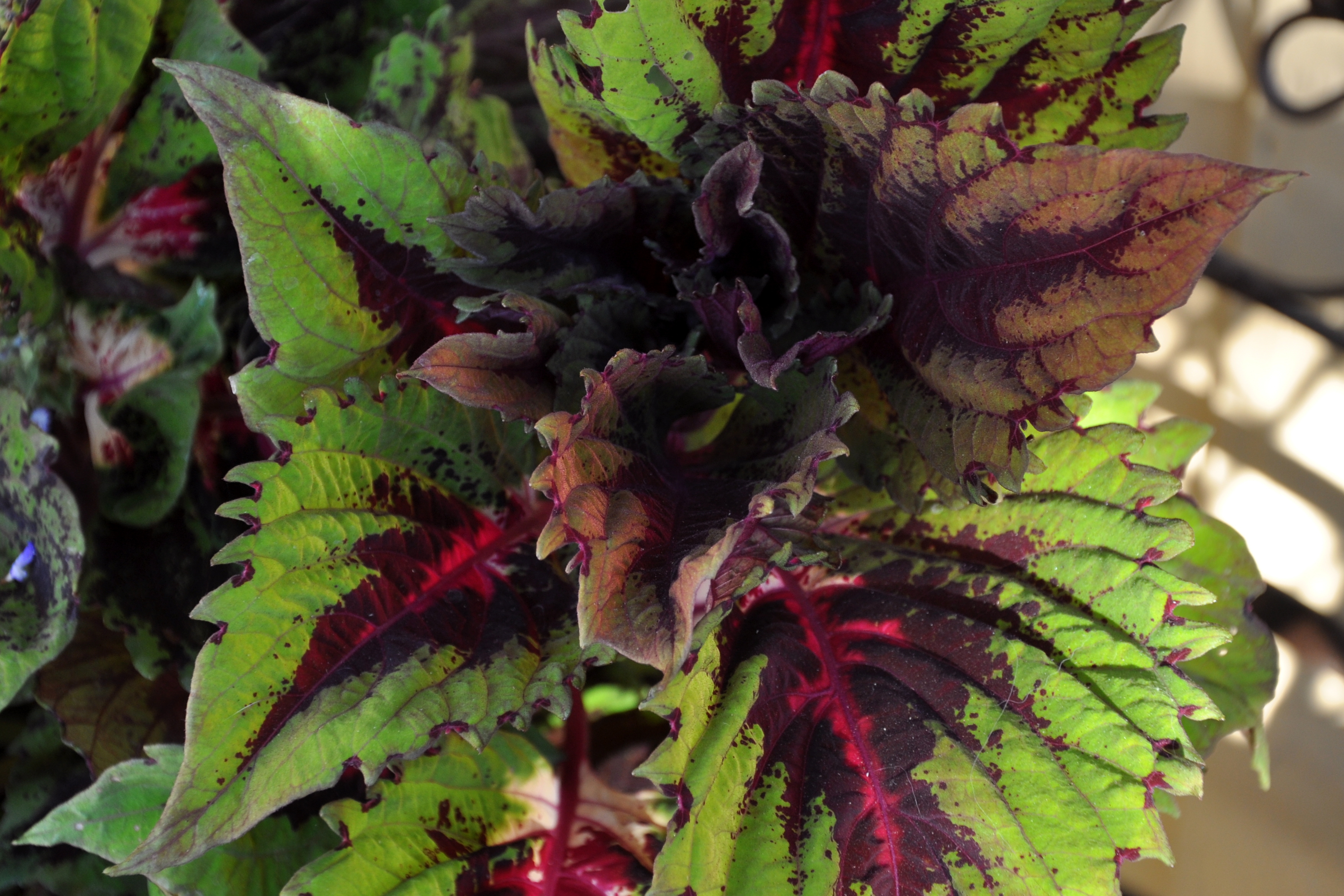 Splendiferous Coleus Splendiferous – Gardening Nirvana