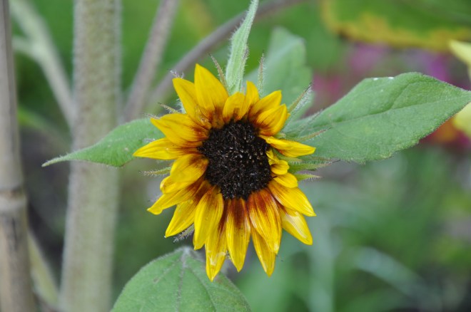 sunflower