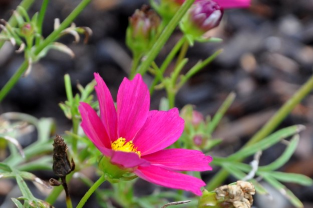 magenta cosmos