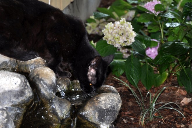 slinky drinks from the fountain