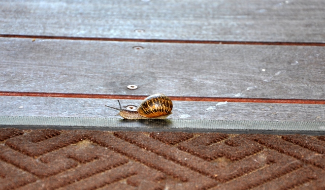 snail on porch