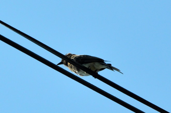 bird on a wire