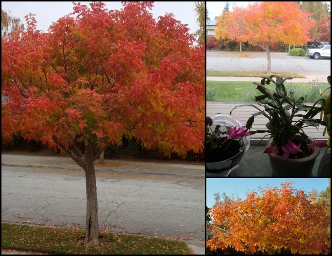 Pistache in the Fall