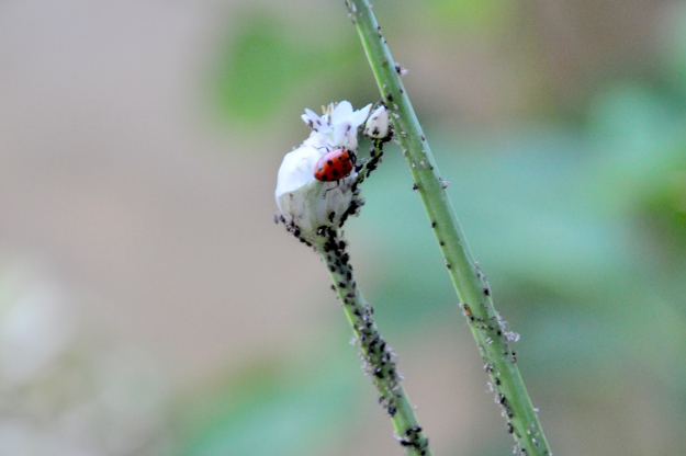 ladybug on Allium