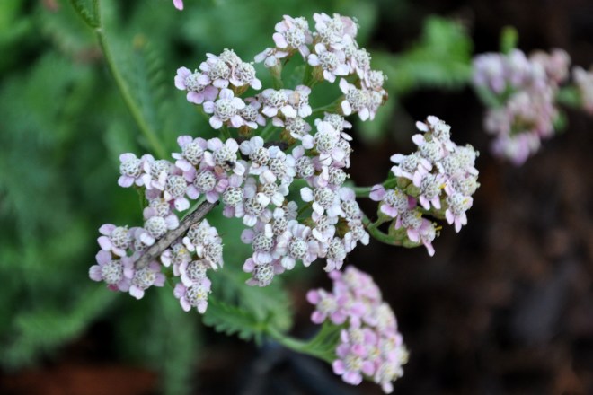 yarrow
