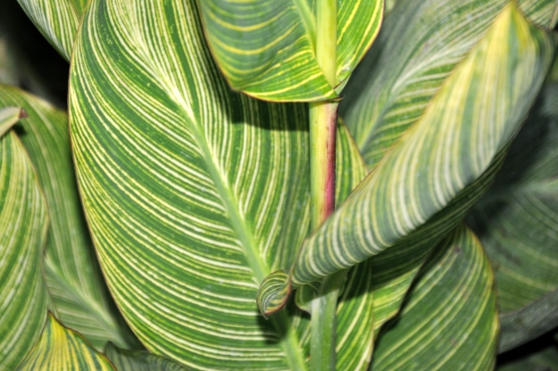 striped green foliage