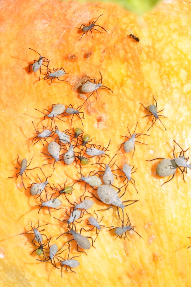Squash bugs