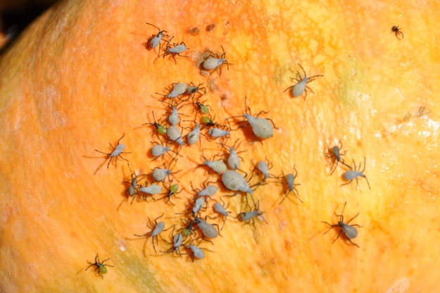 pumpkin bugs